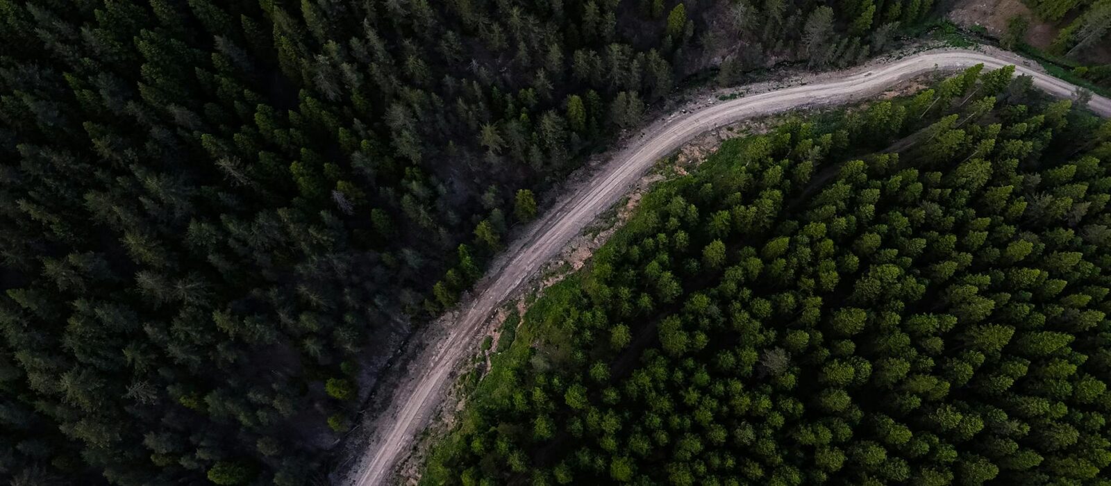 aerial view of serpentine forest road and dense trees